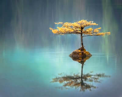 tree reflecting in water