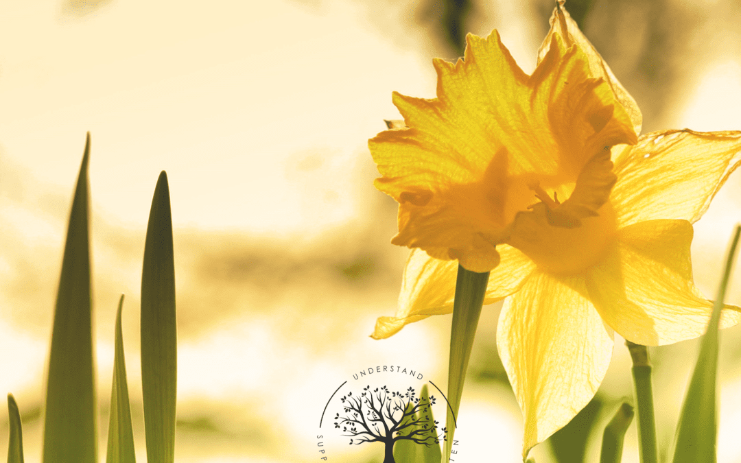 picture of a daffodil